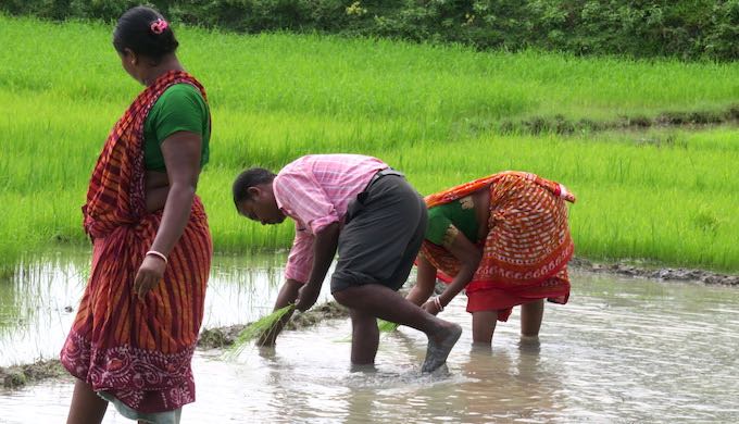 Farmers in Sundarbans are turning to organic cultivation of local rice varieties